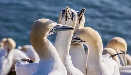 开云体育官网入口网页-沙尔克战绩低迷，球队内部失和加深，沙尔克队员