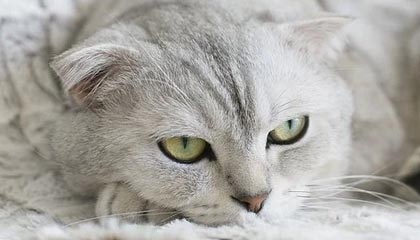 开云体育在线观看-阿森纳客场击败尤文，英超球队状态出色，英超联赛阿森纳