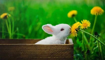 开运体育登录入口-韩国篮球超级联赛半决赛打响，首尔飞翼队胜利